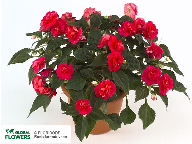 Фото вида Недотрога Уоллера "Fiesta Rose".