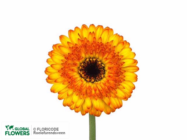 Photo Gerbera mini 'Discovery'.