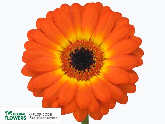 Photo Gerbera mini 'Cancun'.