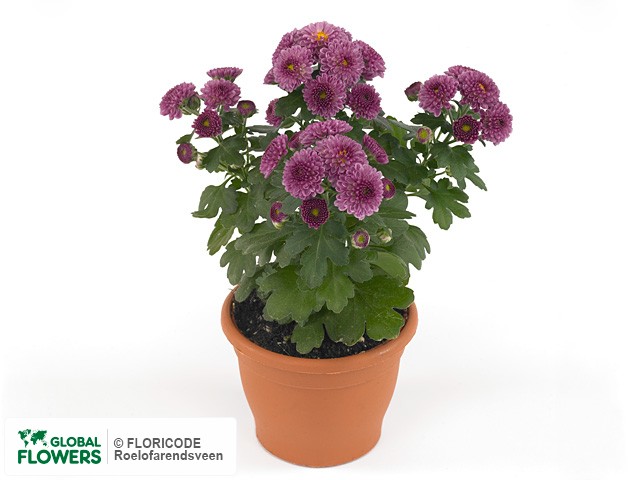 Photo Chrysanthemum (Indicum Grp) Patiomum Purple.