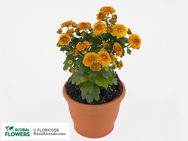 Photo Chrysanthemum (Indicum Grp) Patiomum Bronze.