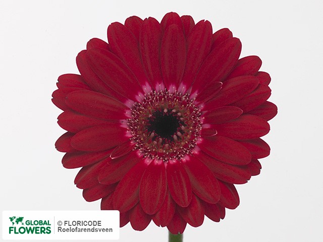 Photo Gerbera mini Myriade.