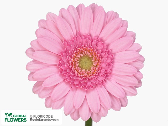 Photo Gerbera mini 'Kimsey'.