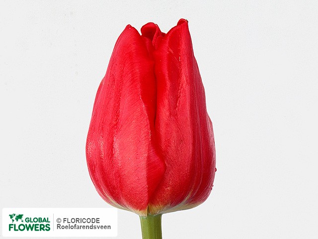 Photo Tulipa (Triumph Grp) 'Silvano'.