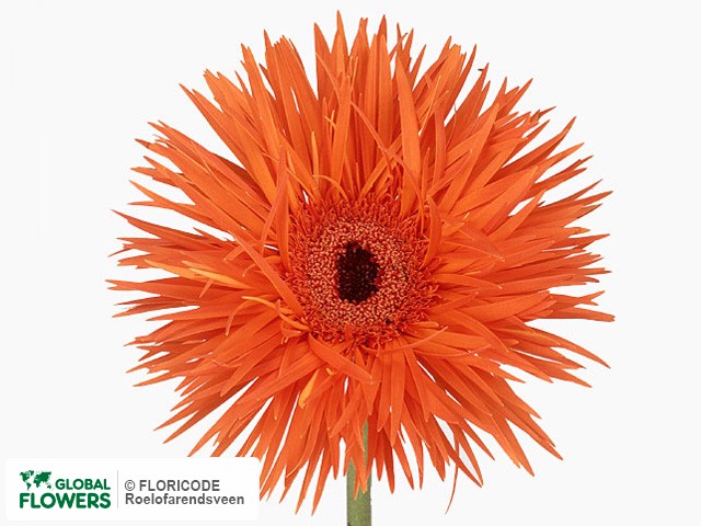 Photo Gerbera grootbloemig Topspin.