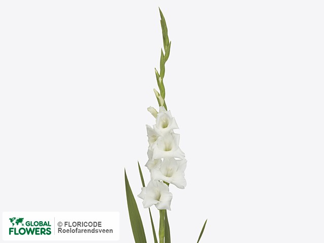 Gladiolo — foto de variedades y especies |  Flores globales