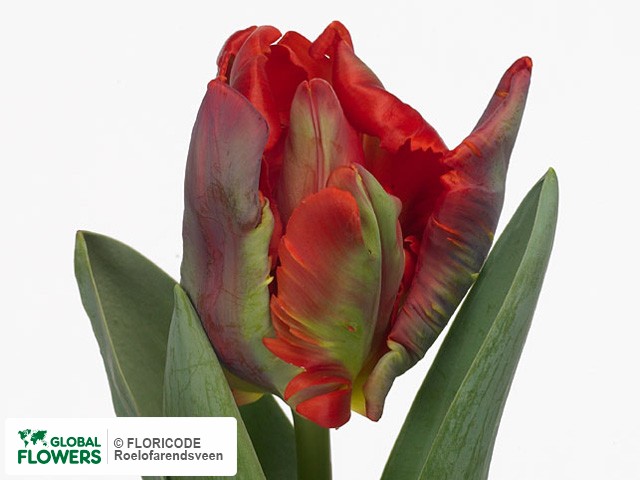 Photo Tulipa (Parrot Grp) 'Rococo'.