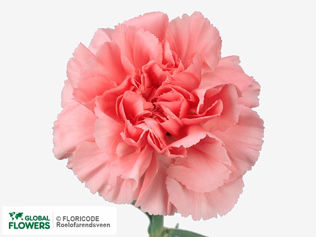 Фото вида Гвоздика "Feodora".