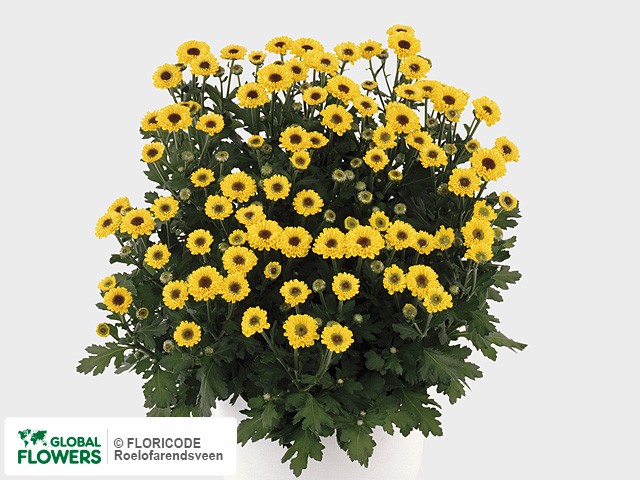 Photo Chrysanthemum (Indicum Grp) 'Vymini'.