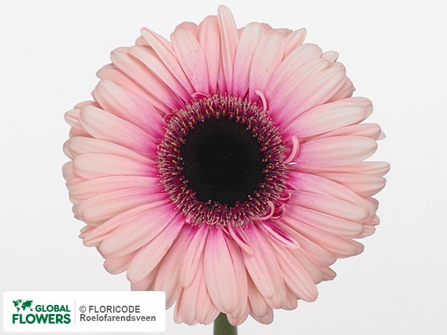 Photo Gerbera grootbloemig Manita.