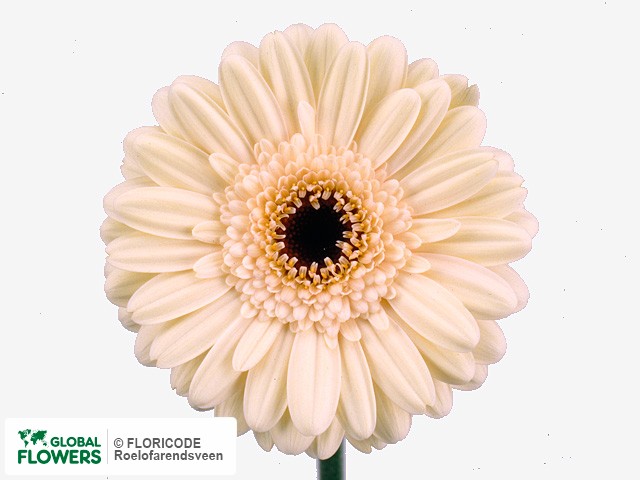 Photo Gerbera mini 'Kayla'.