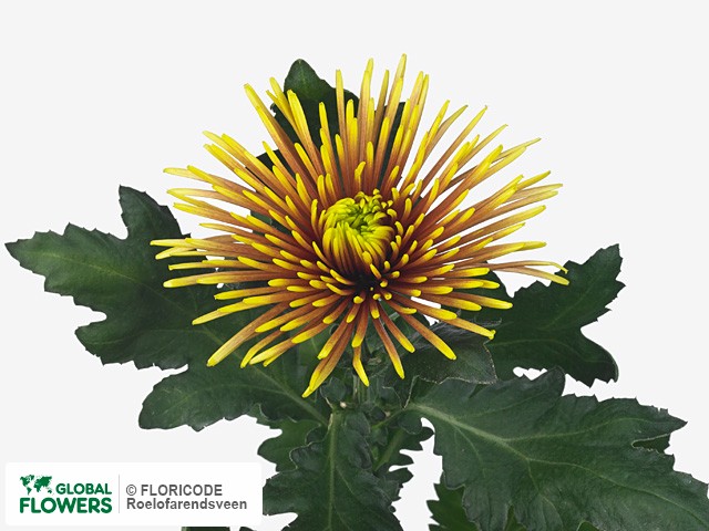 Фото вида Хризантема одноголовая "Chispa".