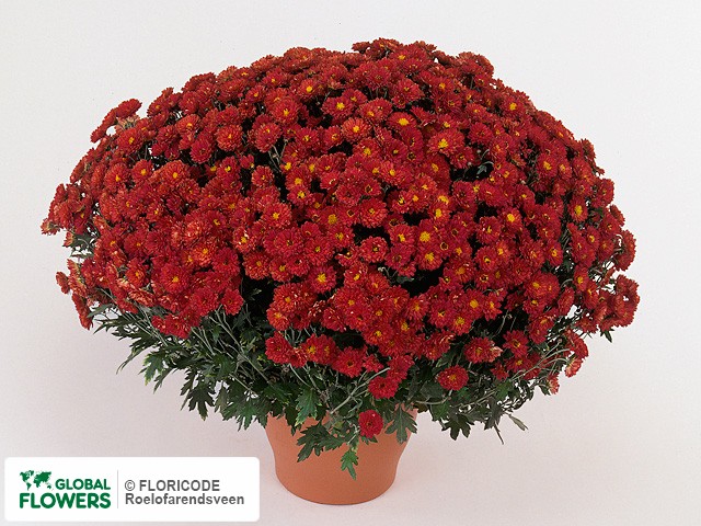 Photo Chrysanthemum (Indicum Grp) 'Torretta'.