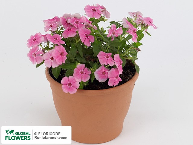 Фото вида Флокс пятнистый "Phloxy Lady Pink".