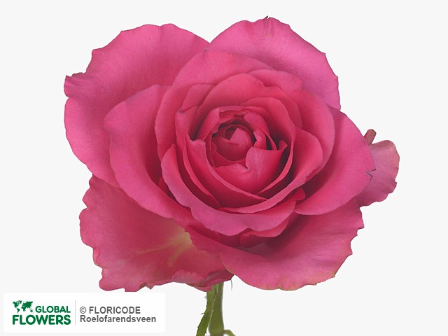 Фото вида Роза крупноцветковая "Emely".