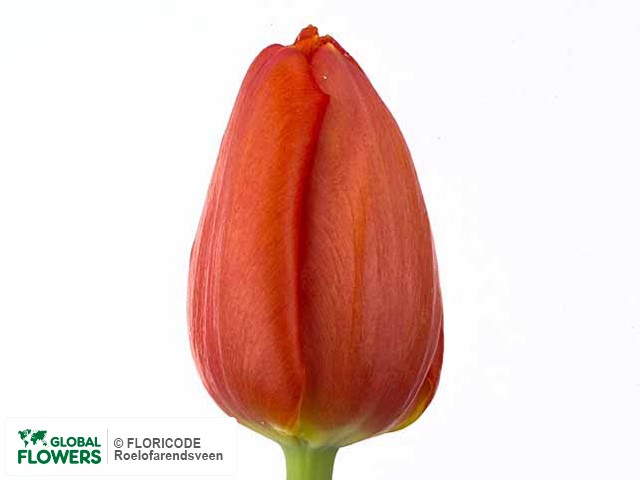 Photo Tulipa (Triumph Grp) 'Prins Willem-Alexander'.