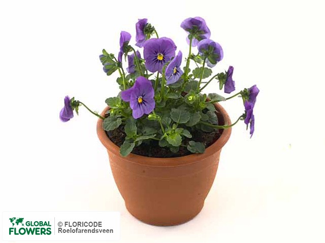 фото Viola (Cornuta Grp) Evo Mini F1 True Blue