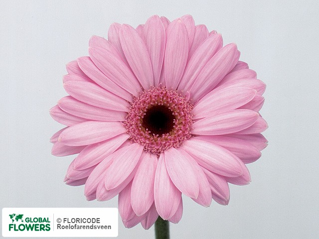 Photo Gerbera mini Genie.