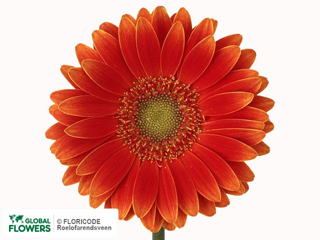 Photo Gerbera mini Kung Fu.