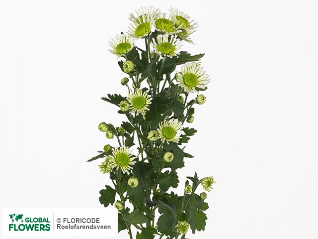 Photo Chrysanthemum (Indicum Grp) tros santini 'Energy'.