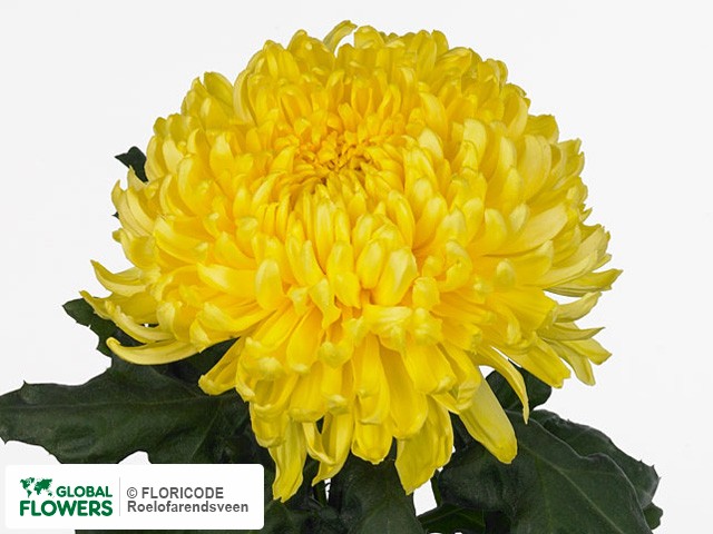 Photo Chrysanthemum (Indicum Grp) geplozen 'Yellow Lake'.