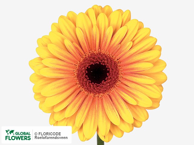 Photo Gerbera grootbloemig Acapulco.