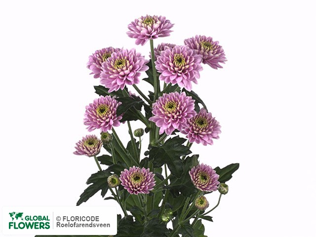 Photo Chrysanthemum (Indicum Grp) tros santini Pink Fun.