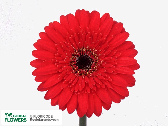 Photo Gerbera mini Romantica.