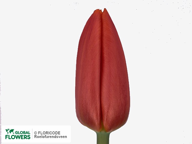 Photo Tulipa (Triumph Grp) 'Fusor'.