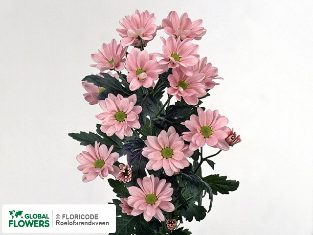 Photo Chrysanthemum (Indicum Grp) tros 'Wimbledon'.