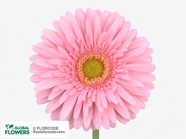 Photo Gerbera grootbloemig 'Maroussia'.