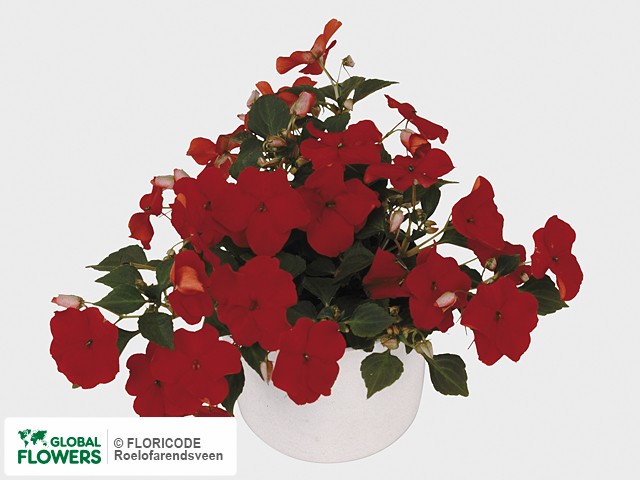 Фото вида Недотрога Уоллера "Deco Red".