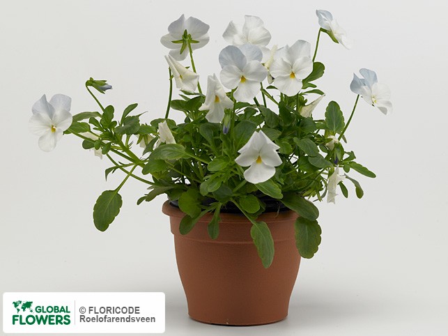 фото Viola (Cornuta Grp) 'Lavaliere White'