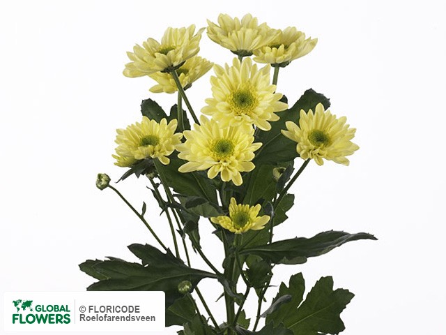 Photo Chrysanthemum (Indicum Grp) tros 'Mona Lisa Yellow'.