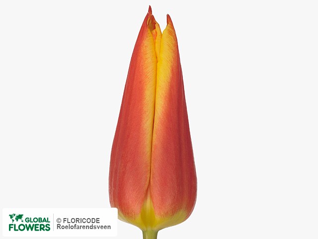 Photo Tulipa (Lily-flowered Grp) 'Royal Design'.