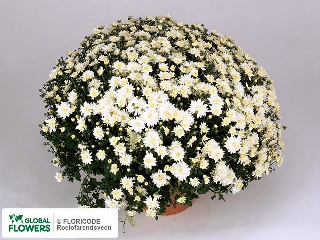 Photo Chrysanthemum (Indicum Grp) Multiflora Elda White.