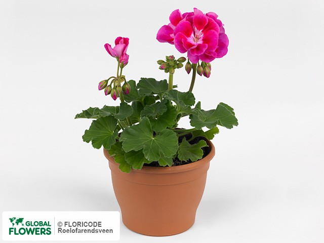 Photo Pelargonium (Zonale Grp) Texmex Hot Pink | Global Flowers