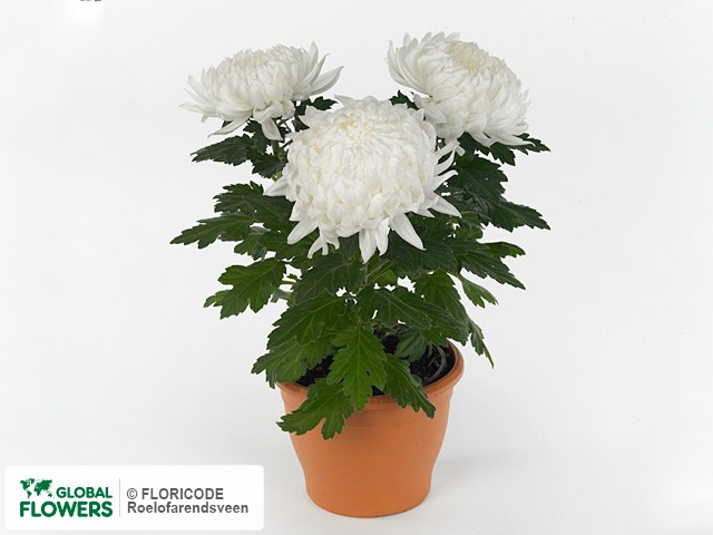 Фото вида Хризантема индийская "Monk".