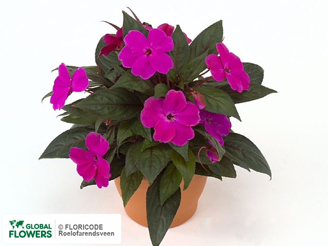 Фото вида Недотрога Новая Гвинея "Kokomo XL Lilac".
