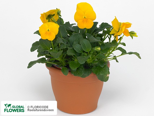 фото Viola (Cornuta Grp) Deltini F1 Yellow