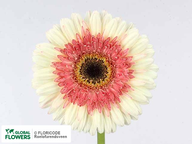 Photo Gerbera grootbloemig 'Popov'.