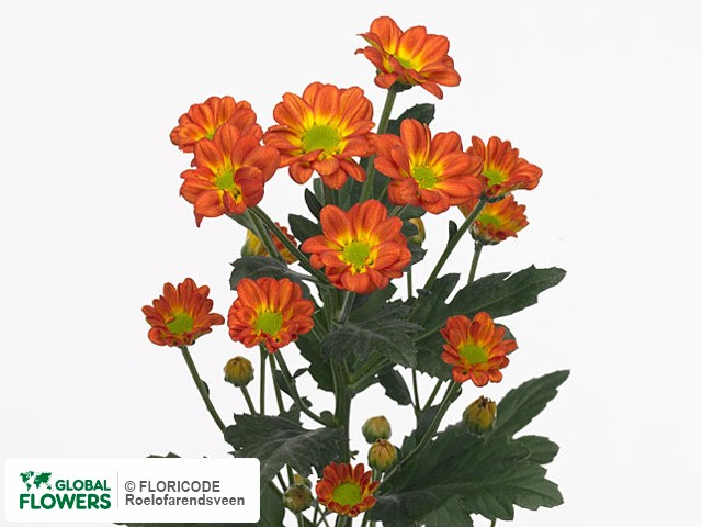 Photo Chrysanthemum (Indicum Grp) tros santini Trinidad.