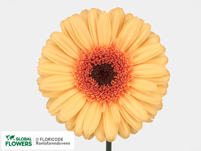 Photo Gerbera grootbloemig 'Yellow Optima'.