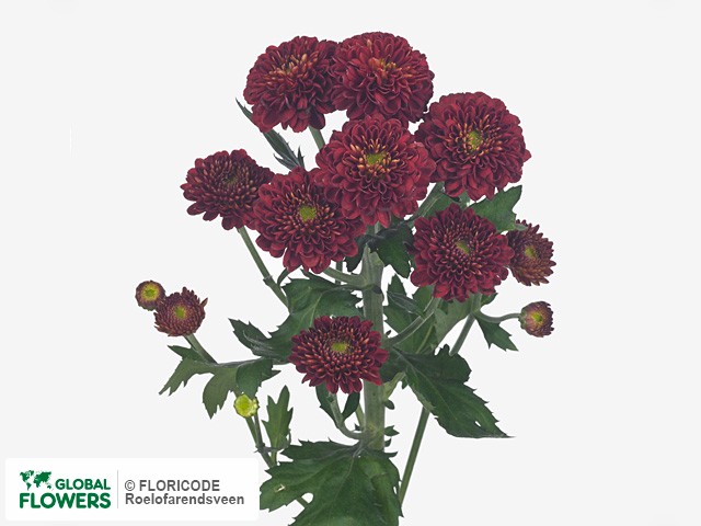 Photo Chrysanthemum (Indicum Grp) tros santini Hotrod.