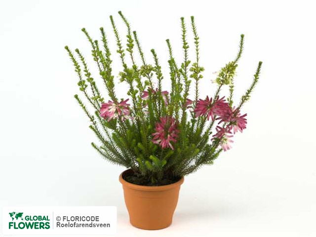 Фото вида Эрика мутовчатая "X".