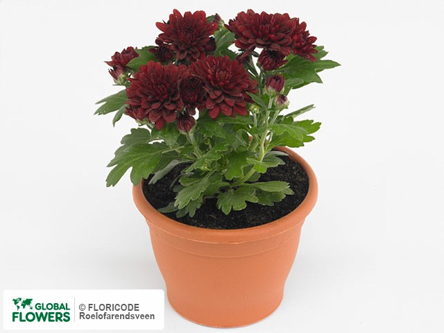 Photo Chrysanthemum (Indicum Grp) Gardenmumsaic Red.