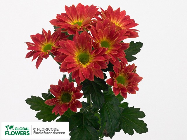 Photo Chrysanthemum (Indicum Grp) tros Toshka Red.