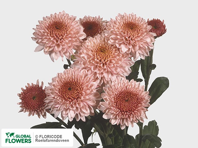 Photo Chrysanthemum (Indicum Grp) tros 'Bella'.