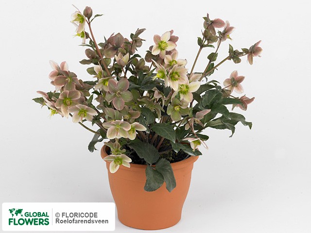 Photo Helleborus 'Angel Glow' Helleborus 'Angel Glow'