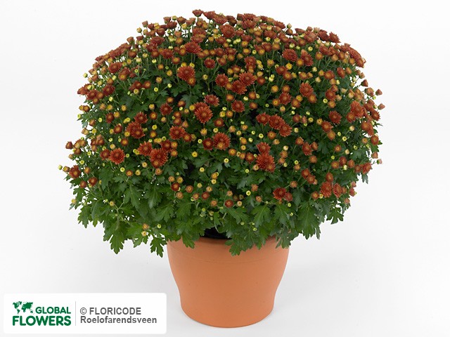 Хризантема индийская "Jasoda Dark Orange"
